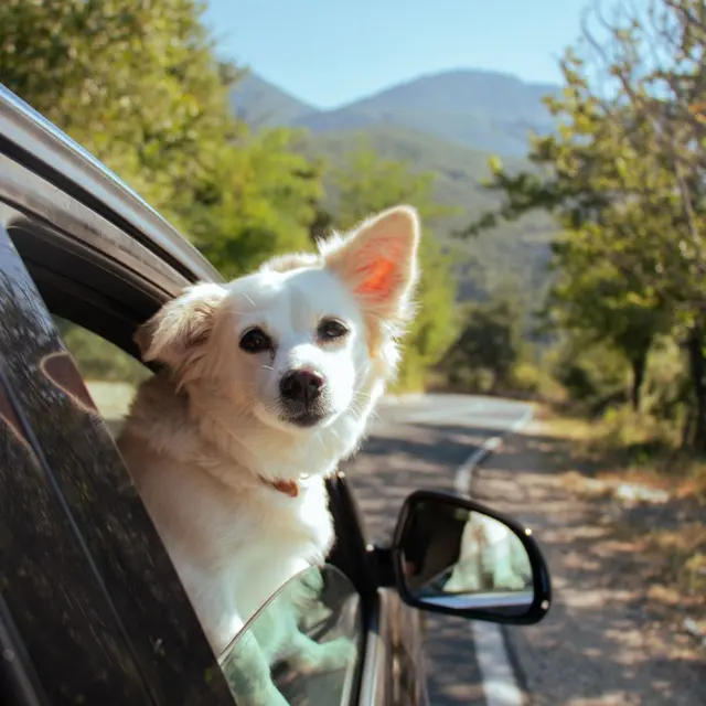 A cute dog looks out of a car window on a scenic road in Shëngjergj, Albania, capturing the joy of adventure.