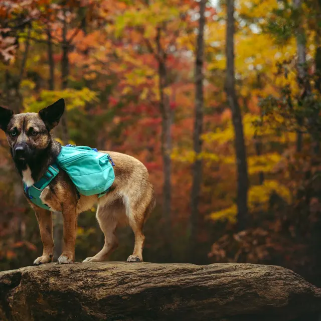 Dog wearing turquoise backpack standing on rock amidst colorful fall foliage.
