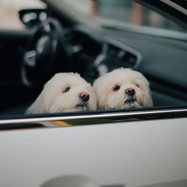 Two fluffy white dogs peeking out of a car window, capturing a cute moment.
