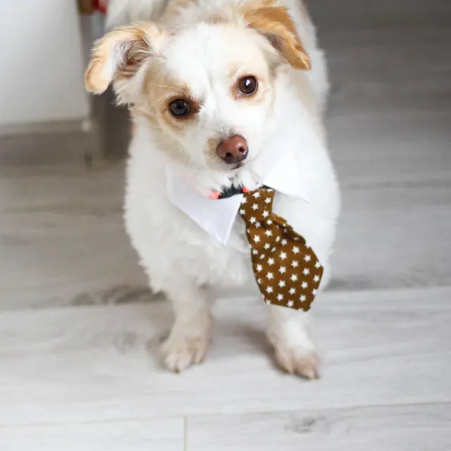 Charming small dog wearing a stylish necktie indoors on wooden floor, perfect for pet lovers.