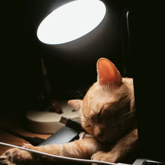 Adorable ginger cat sleeping by a laptop under warm lamp light, creating a cozy atmosphere.