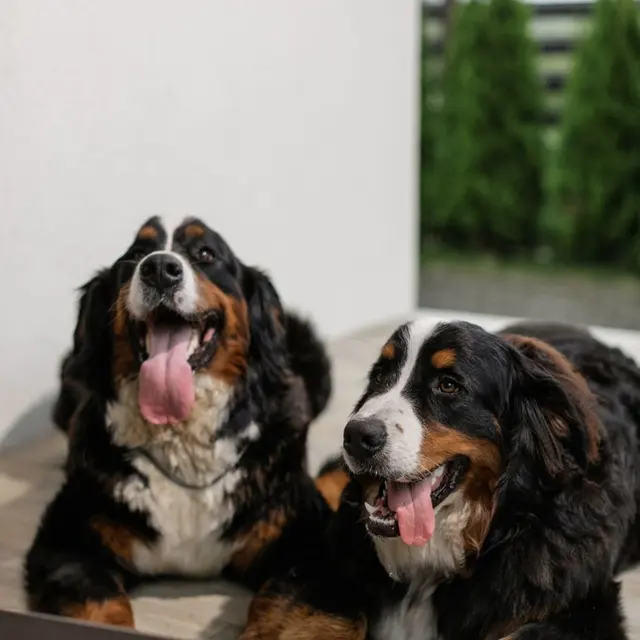 Two happy Bernese Mountain Dogs sitting indoors next to a laptop, looking engaged and playful.