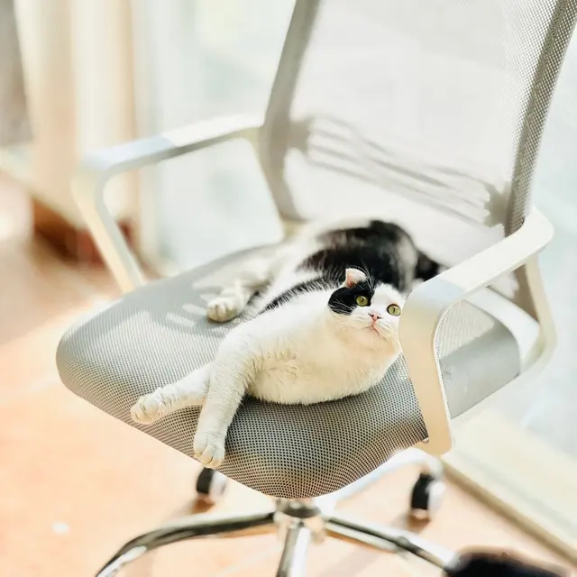 Black and white cat sprawled on a mesh office chair in bright natural light.