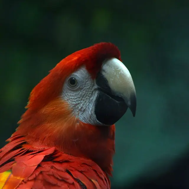 Close-up of a scarlet macaw showcasing its vivid red, yellow, and blue feathers.