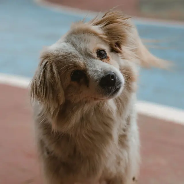 Adorable dog tilting its head on a sunny day outdoors in Sakarya, Türkiye.