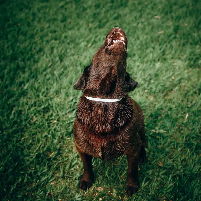 Cute wet Labrador Retriever in white collar sitting on green lawn with lifting muzzle up and howling in yard at night