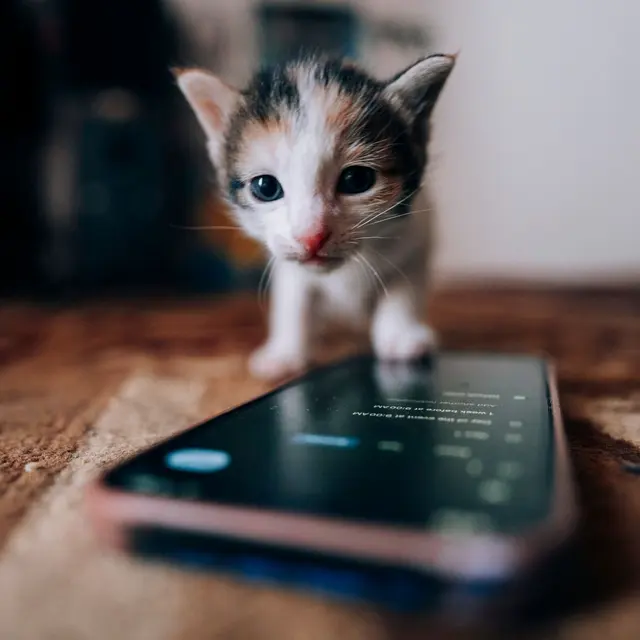Cute kitten curiously examines a smartphone on a carpet, highlighting coziness and technology.