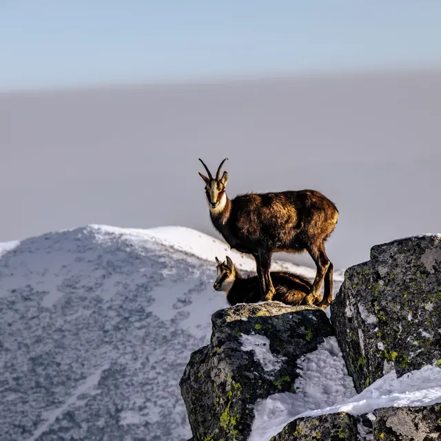 Two mountain goats perched on snowy cliffs with a stunning winter mountain backdrop.