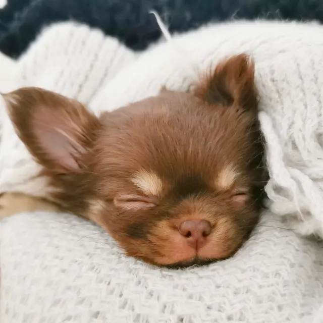 Adorable close-up of a sleeping Chihuahua puppy nestled in a soft blanket.