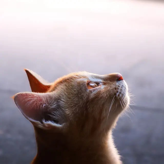 Charming orange tabby cat gazing upwards, capturing soft light in an outdoor setting.