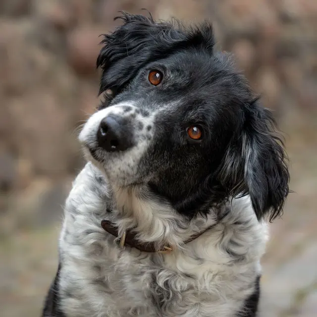 Adorable black and white dog with a curious head tilt on a cobblestone path.