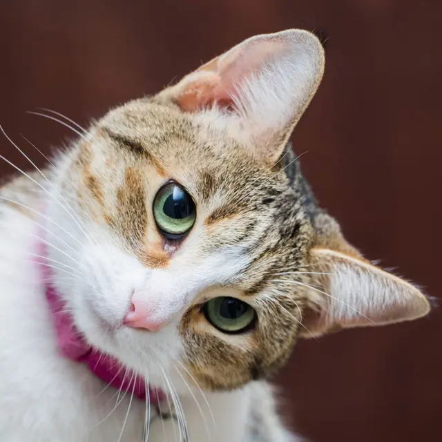 Close-up of a cute cat with green eyes and a pink collar, tilting its head.