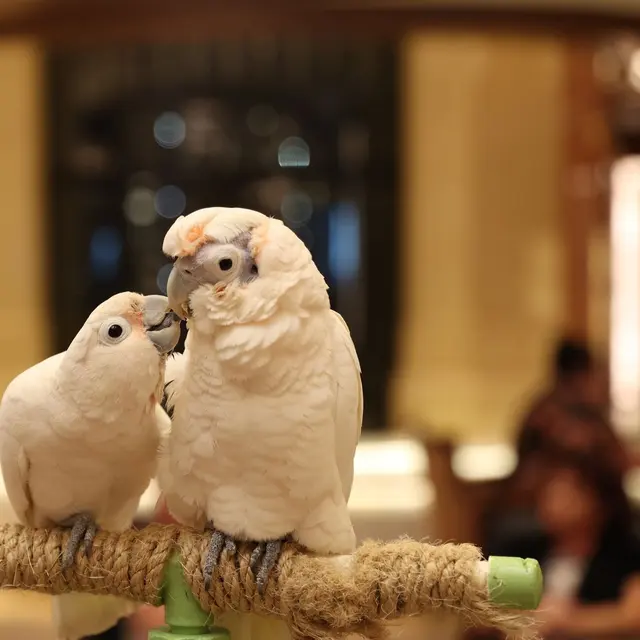 Close-up of two white parrots perched indoors, displaying affectionate behavior.