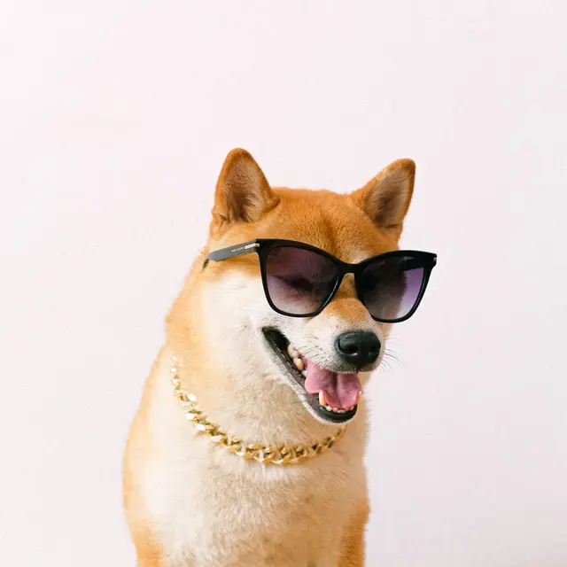 A stylish Shiba Inu dog wearing sunglasses and a gold necklace, exuding charm and humor.