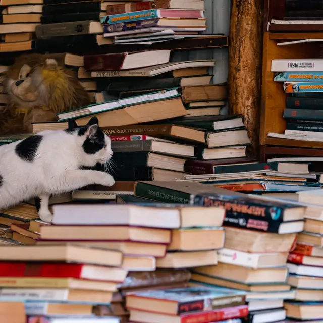 A curious black and white cat climbs stacks of books inside a cozy bookstore, conveying a sense of adventure.