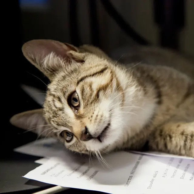Close-up of a tabby cat resting on papers, exuding a calm and relaxed vibe.