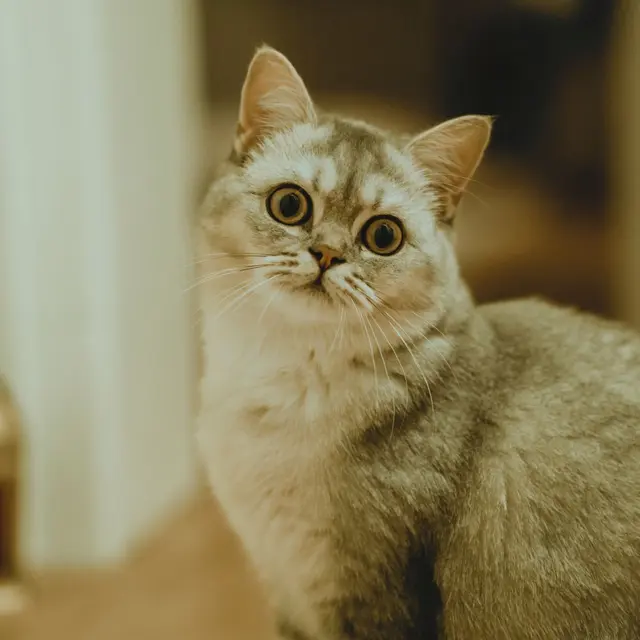 Fluffy domestic cat sitting indoors with a curious expression captured in warm tones.