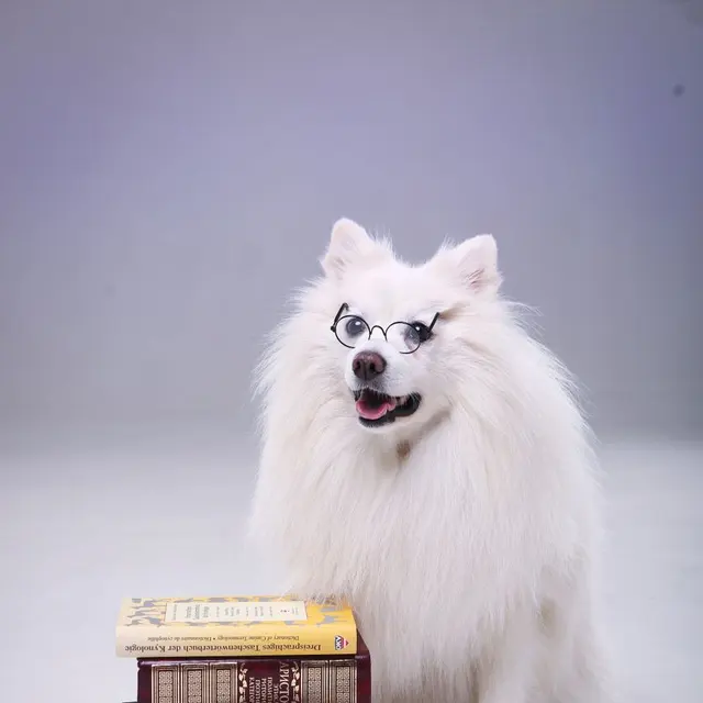 Adorable fluffy dog wearing glasses and sitting next to a stack of books in a studio setting.