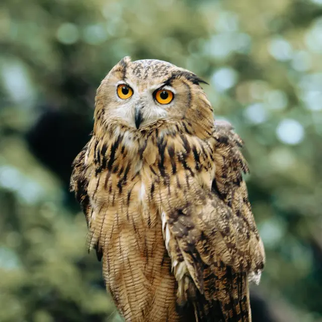 Close-up of a Eurasian Eagle-Owl perched on a branch, showcasing its striking eyes and feathers.