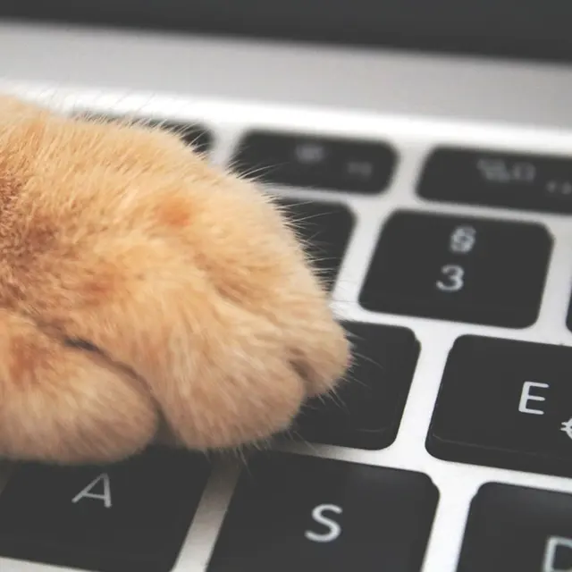 A fluffy orange cat paw rests on a black computer keyboard, symbolizing tech and pets merging.
