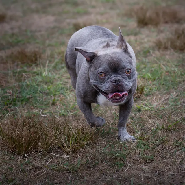 A cheerful French Bulldog enjoys a playful run on a grassy field.
