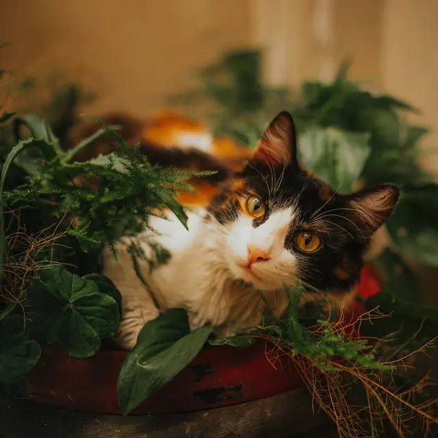 A curious cat lies amidst vibrant green leaves, creating a charming natural scene.