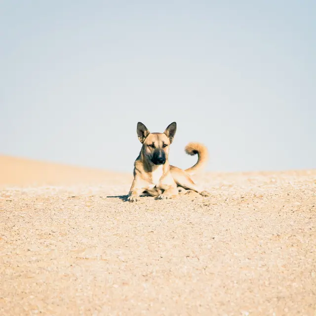 Cute dog lying on desert sand with clear blue sky, perfect for pet and nature themes.