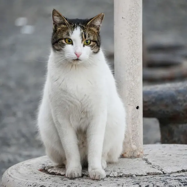 A calico cat sits calmly on a stone surface outdoors, showcasing a relaxed demeanor.