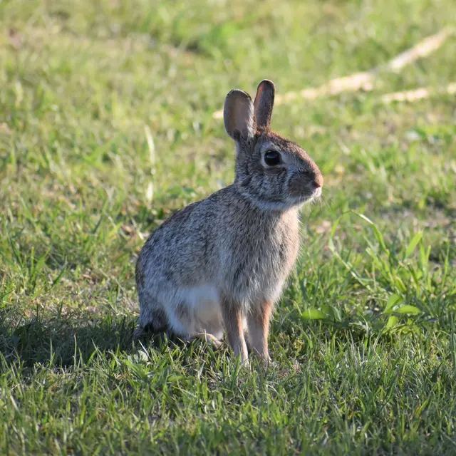 A close-up of a rabbit sitting in lush green grass during springtime, capturing natural wildlife.