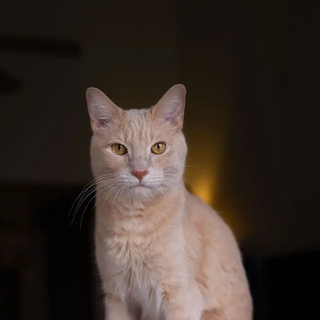 Portrait of a ginger cat with an intense stare in an indoor setting. Perfect for cat lovers.