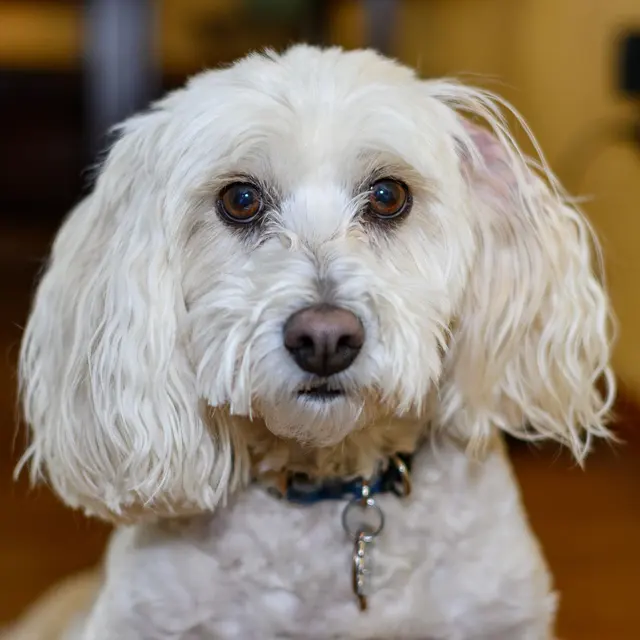 Close-up portrait of a cute white Maltese dog with a blue collar indoors.