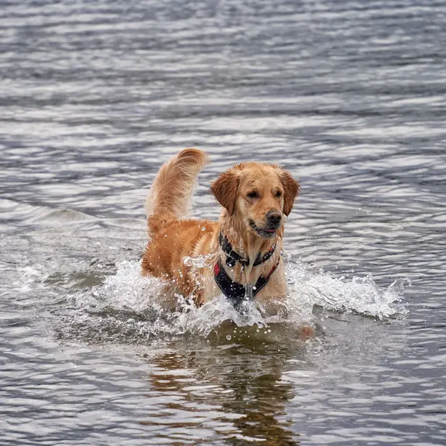 A joyful Golden Retriever splashing through water on a bright day.