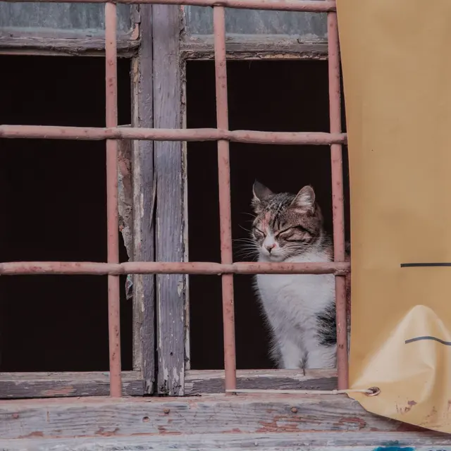 A cute cat sitting behind rusty window bars, eyes closed, in a nostalgic setting.