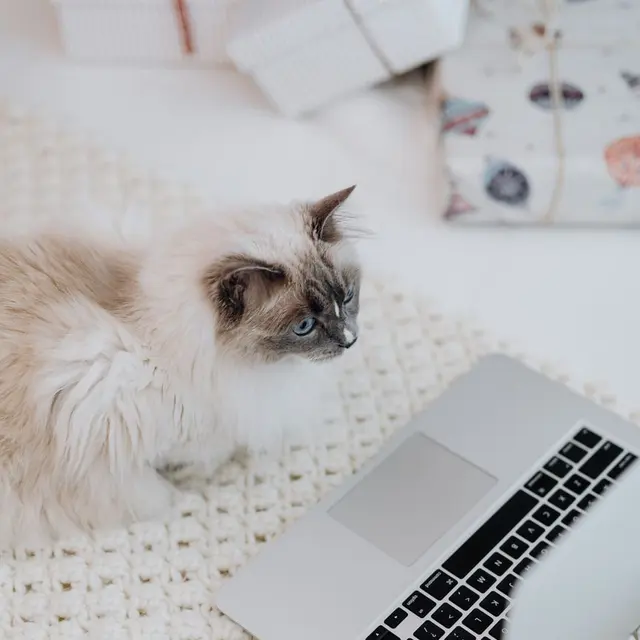 A fluffy cat curiously observes a laptop placed on a cozy knit rug indoors.