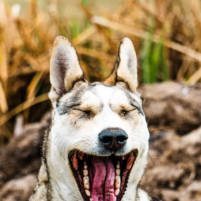 Close-up of a yawning dog with ears up, relaxed in a grassy outdoor park.