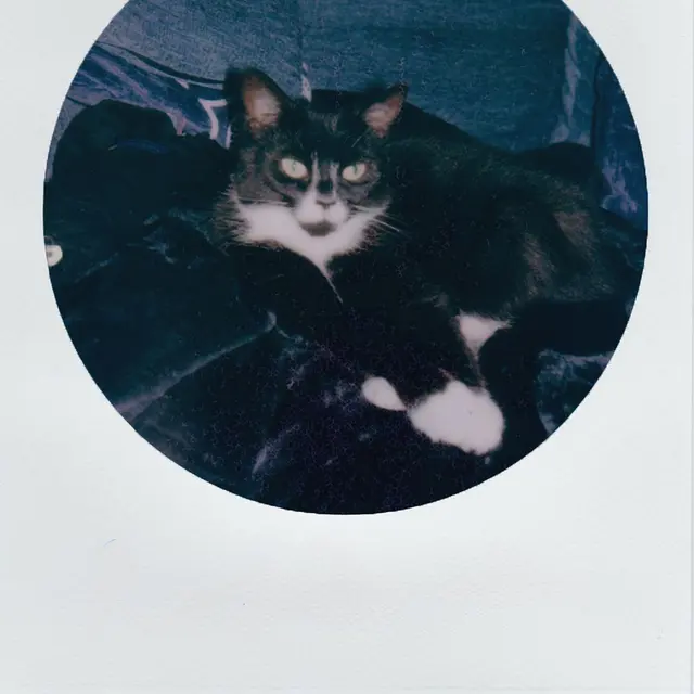 Capture of a tuxedo cat relaxing on a dark blanket, taken with an instant photo style for a classic touch.