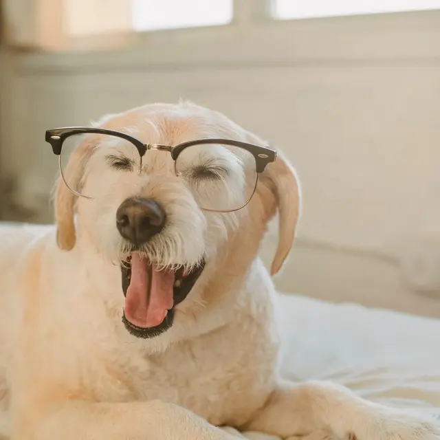 Adorable fluffy puppy in eyeglasses yawning while resting on comfortable bed with book