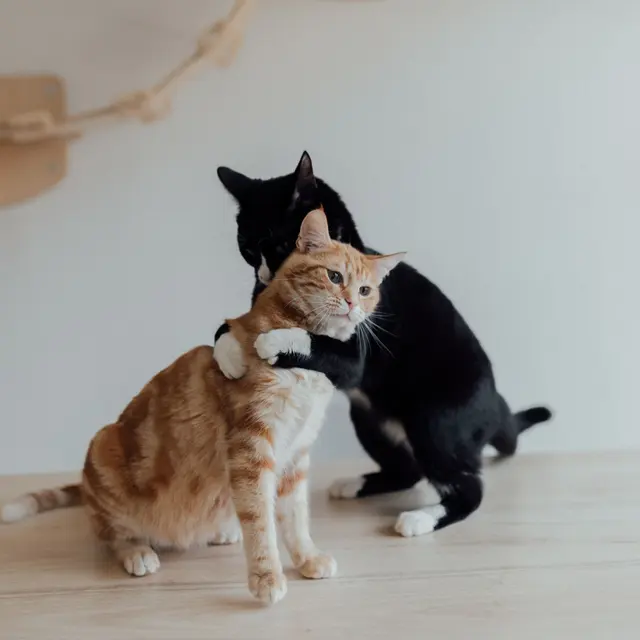 A ginger tabby and a tuxedo cat share a hug on a wooden table indoors.