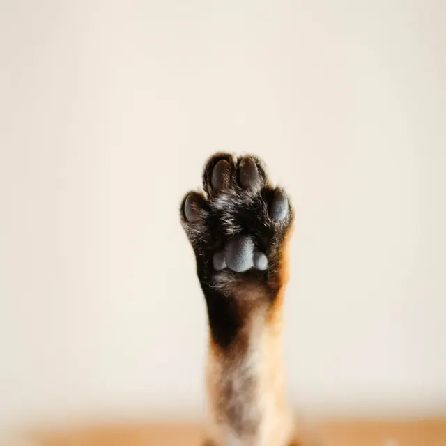 Close-up of a cat's raised paw against a neutral backdrop, showcasing the paw pads.