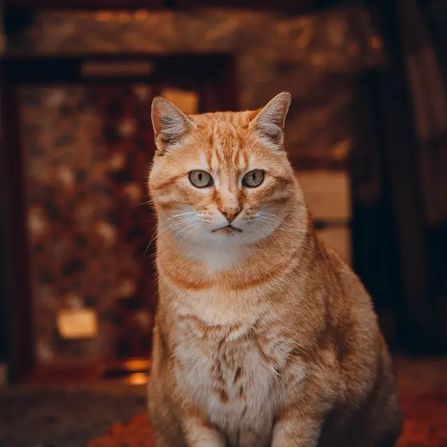 Charming ginger cat posed indoors, showcasing its fluffy coat and attentive gaze.