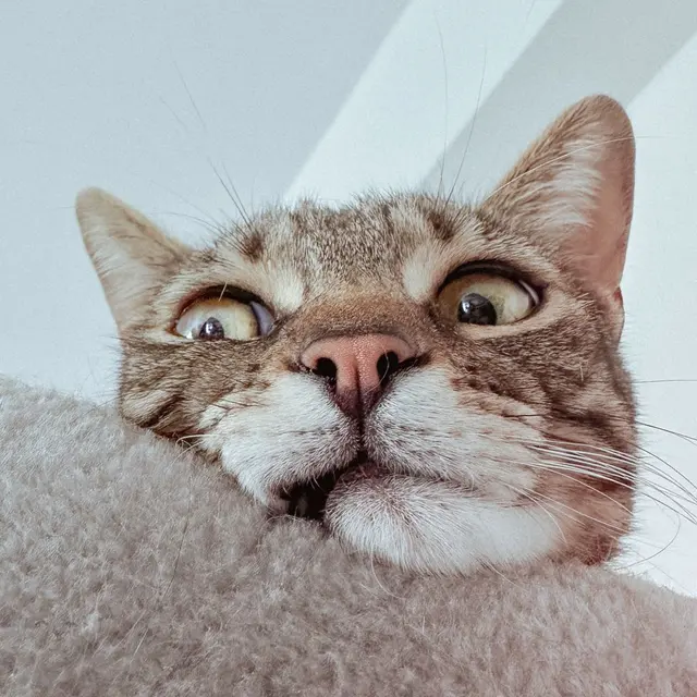 A funny close-up of a curious tabby cat peeking over soft fabric indoors.