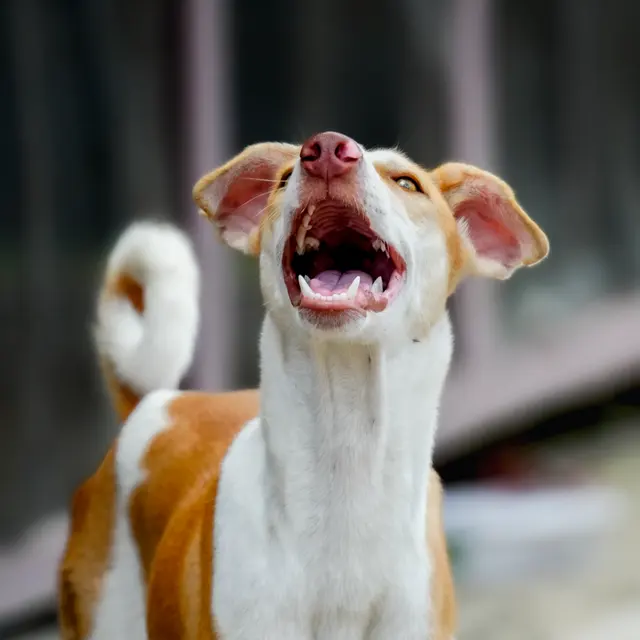 A happy dog barking joyfully in Kolkata, capturing natural canine expression.