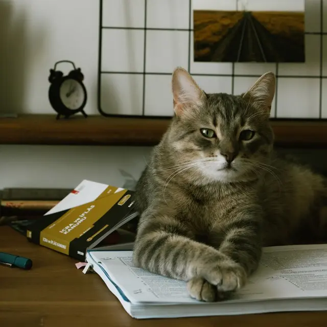 A cute tabby cat lounging on a desk surrounded by books and decor in a cozy indoor setting.