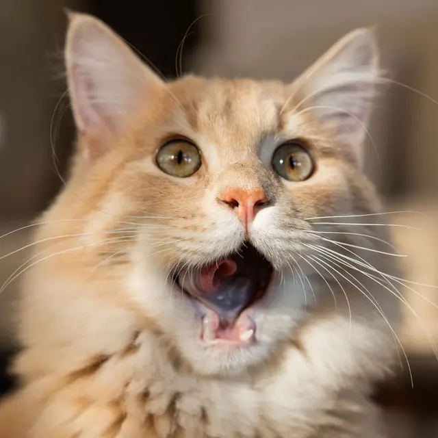 Close-up of a fluffy orange cat with a surprised expression in natural lighting