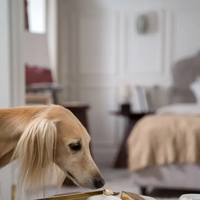 Elegant greyhound sniffs a dessert on a table inside a cozy home.