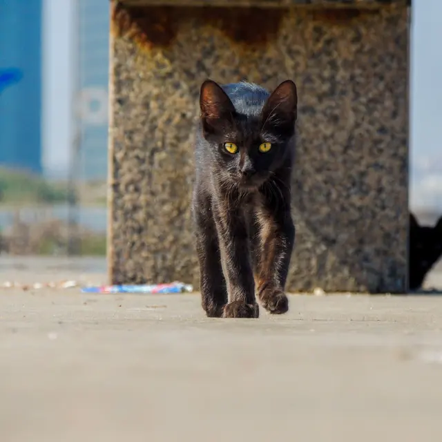 A sleek black cat walks confidently on a sunny day in Bordj El Kiffan.
