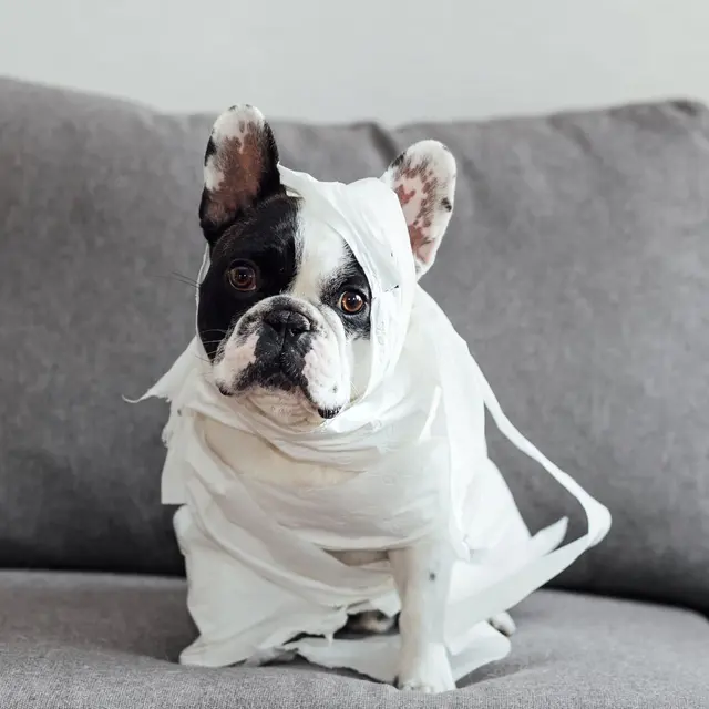 Adorable French Bulldog sitting on a couch, playfully wrapped in toilet paper indoors.