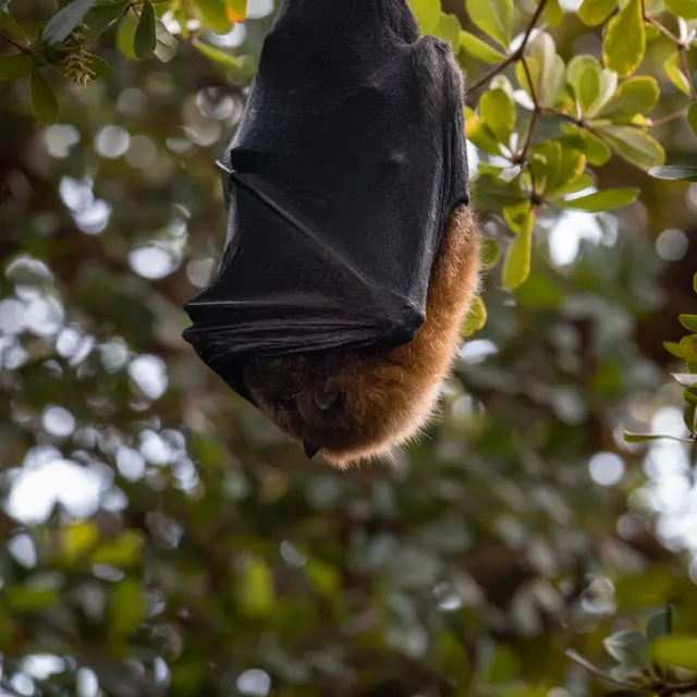 Close-up of a bat roosting upside down in a tree, showcasing wildlife behavior.