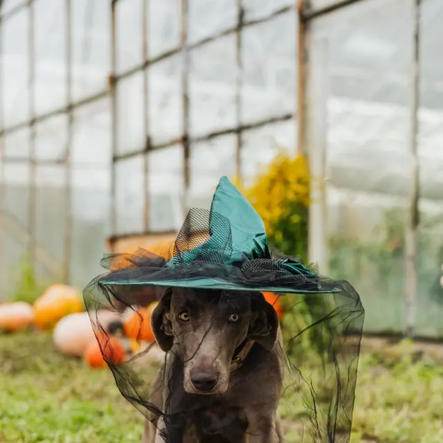 Adorable dog wearing a witch hat in a garden setup, perfect for Halloween themed photography.