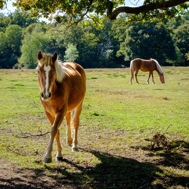 Chestnut ponies grazing peacefully under the sunlight in the New Forest, England.
